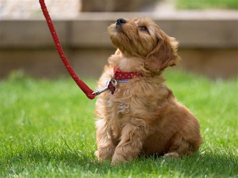 how to start leash training a puppy and understanding the psychology behind dog behavior