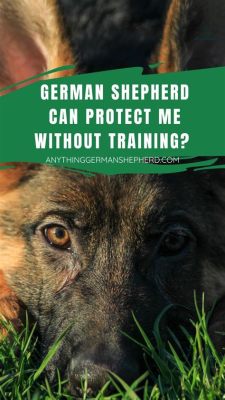 will a german shepherd protect you without training